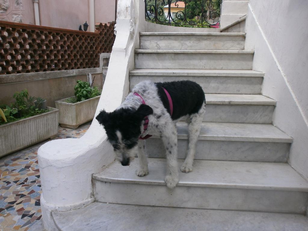 ניס Villa Saphir מראה חיצוני תמונה